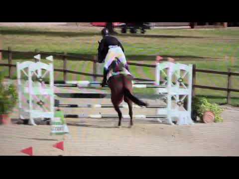 6 yo Uriko x Quidam de Revel