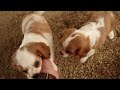 Cavalier King Charles Spaniel dogs for sale: Quinton - Video 1