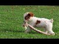 Toy Poodle dogs for sale: Memory - Video 1