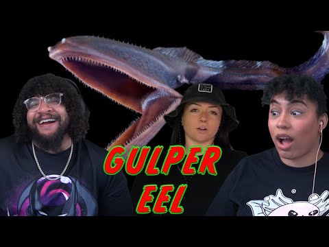 Gulper Eel: Cute Or Terrifying?!? | Lindsay Nikole Reaction