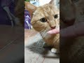 Watch cat's pupils dilate while tickling