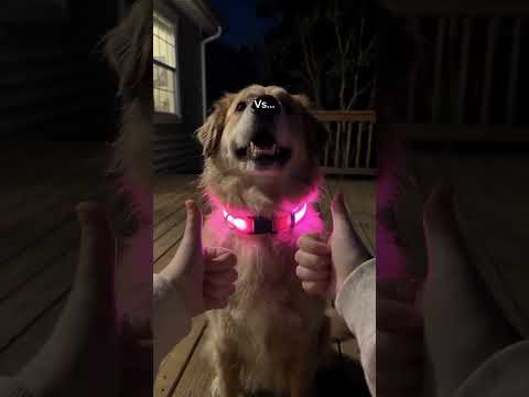 Only at lumodogs.shop 👈 #puppy #goldenretreiver #doglove #dogwalk
