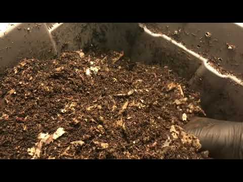 African Night Crawlers Update (Horizontal Migration Method... Failing?