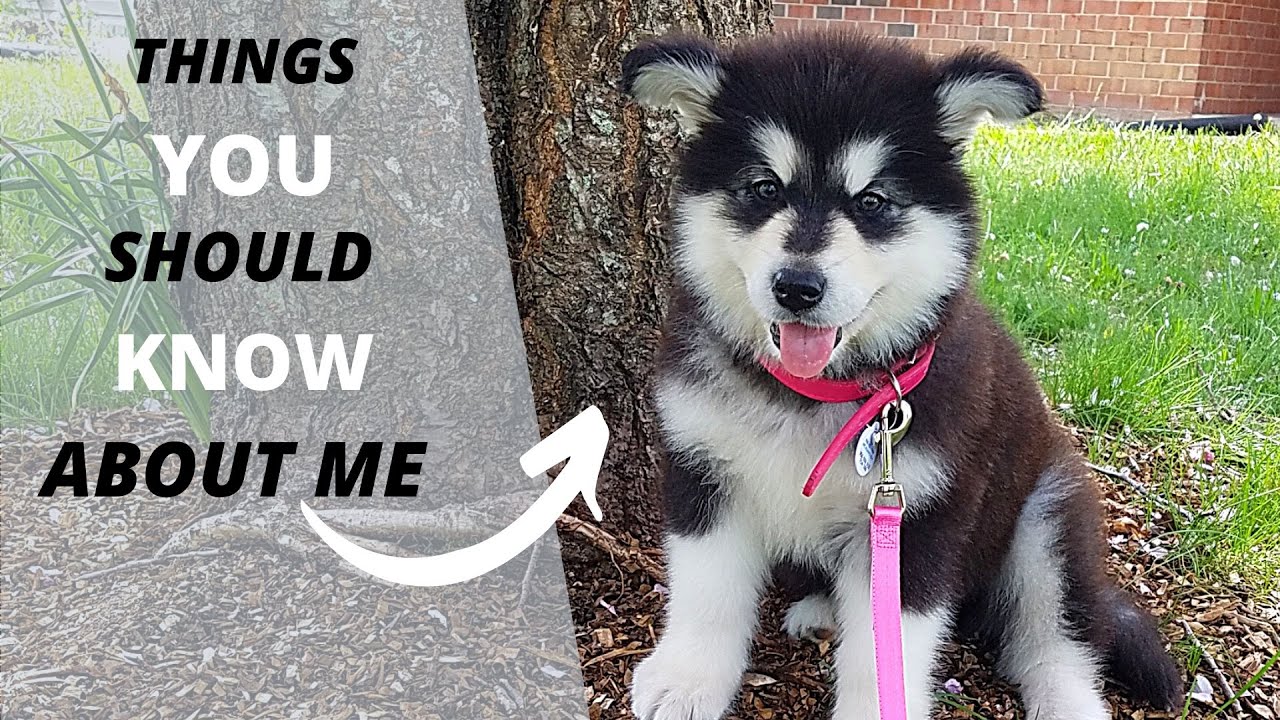 What you should know about Malamutes