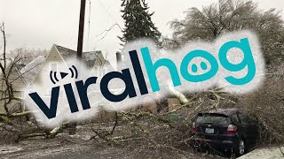 faze tari faza cade copacul