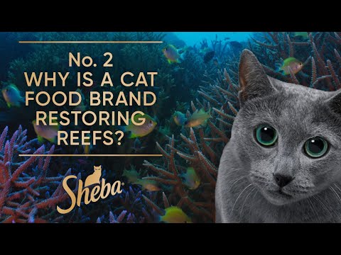 No. 2 Why is a Cat Food Brand Restoring Reefs? | Behind The Scenes | Sheba Hope Grows