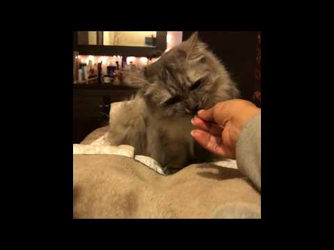 Cat training with Felix Cat treat .