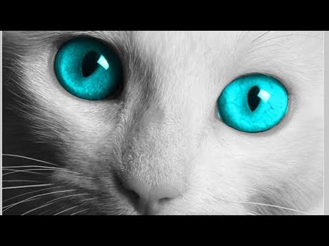 Top 10 Cat Breeds with Blue eyes| #cats| #PETSINFO|