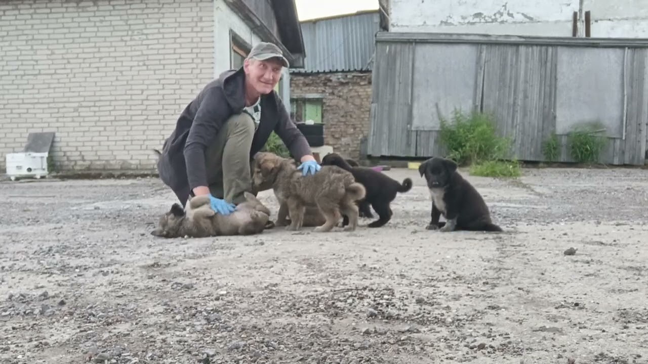 Воркута. 13.07.26. Совята. Покормили банду.