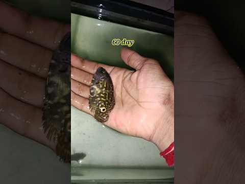 How Did All My Fish Grow Up? #shorts #youtubeshorts #fish #wildfishing