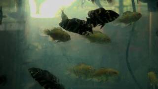 Neon Gourami and other fishes