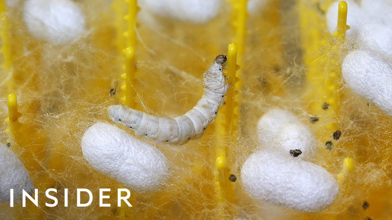 Why Silk Is So Expensive | So Expensive