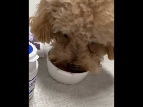 닥터뮨 키토바이오틱스