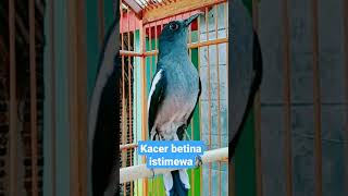 Download lagu KACER BETINA ISTIMEWA GACOR #kacer gacor #kacer betina gacor #kacer konslet mp3