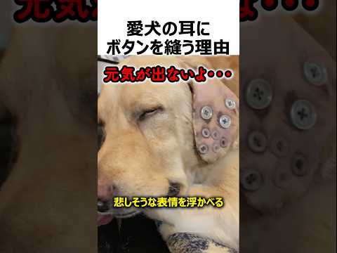 愛犬の耳にボタンを縫う理由