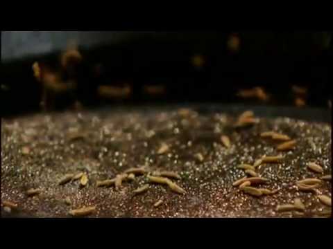 Moroccan inspired prawn & spinach Tangiers (حلال)