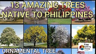 MAS MAGANDA PA SA SAKURA TREE NG JAPAN| 13 Pinaka magandang puno| Beautiful trees in the Philippines