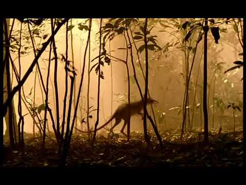 Walking with Beasts Se1 - Ep01 New Dawn - Part 04