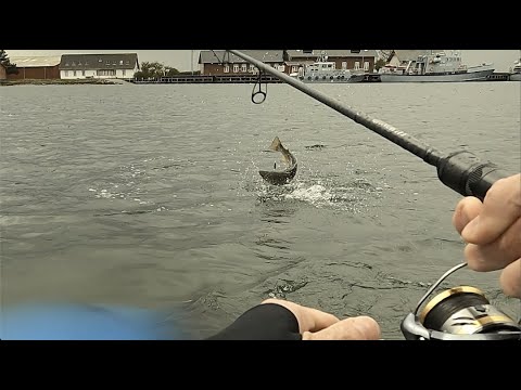 Marine hullet Nøj en fin fisk Havørred Fiskeri