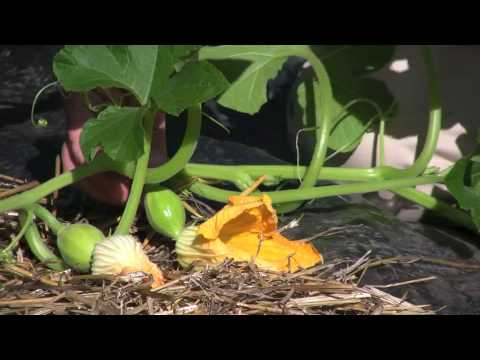 Video: How to pollinate your squash | Gardening after five