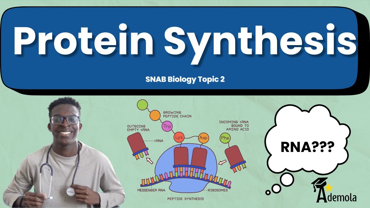 Protein Synthesis A-Level Biology (SNAB, AQA, OCR)
