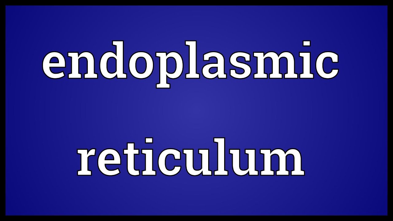 Endoplasmic reticulum Meaning