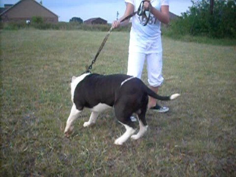 Thugline Kalashnikov  aka Kalash