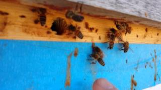 preview picture of video 'Hive check at farm apiary on sunny day - March 2014'