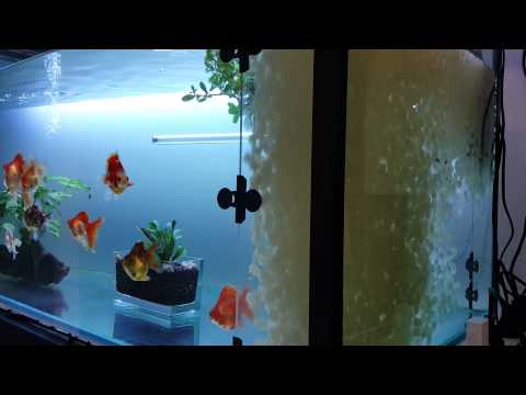 K1 media for Ryukin goldfish