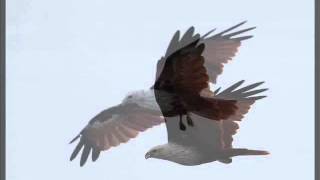 Born Free Music Video