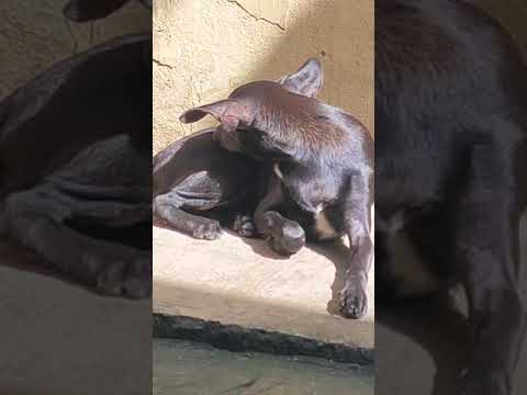 SI KOBE NA MUKHA PAG KAIN