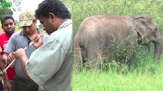 How wildlife officers shoot elephants with tranquilizer guns for treatments