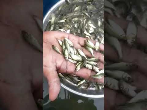 2 inch rohu fish seed, 22-28 degree celsius