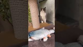 Download lagu KUCINGNYA TAKUT DI BERI MAKAN IKAN KESURUPAN #shorts #tiktok #kucing mp3 Download lagu KUCINGNYA TAKUT DI BERI MAKAN IKAN KESURUPAN #shorts #tiktok #kucing mp3