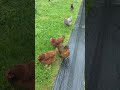 9 Chickens Gone And Securing The Rest Building A Fence
