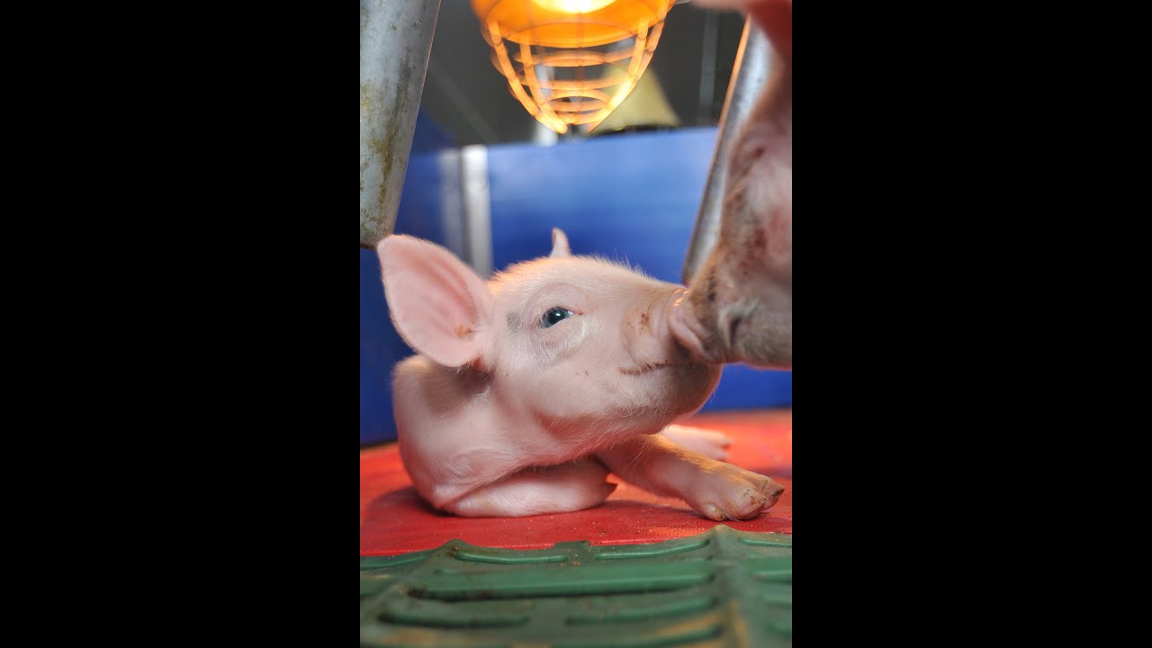 Nutrix: New generation of suckling piglet feeding