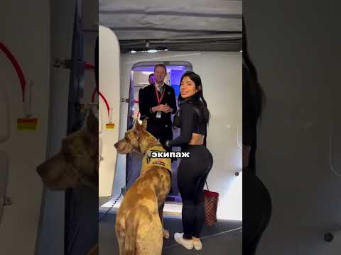 Огромная собака на борту самолёта ✈#kiliyekiliye