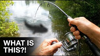 This fish is a GIANT!