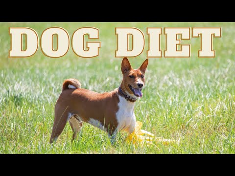 Healthy Habits for Dogs: A Comprehensive Guide to Weight Loss