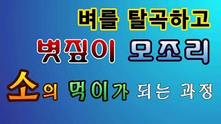 [텃밭농부.839]  벼를 탈곡 후 볏짚이 소의 먹이가 되는 과정