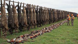 Em Apenas 24 Horas - 8.637 Javalis Abatidos Para Salvar As Lavouras Dos Agricultores