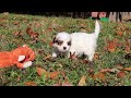 Teddy Bear dogs for sale: Holly - Video 1