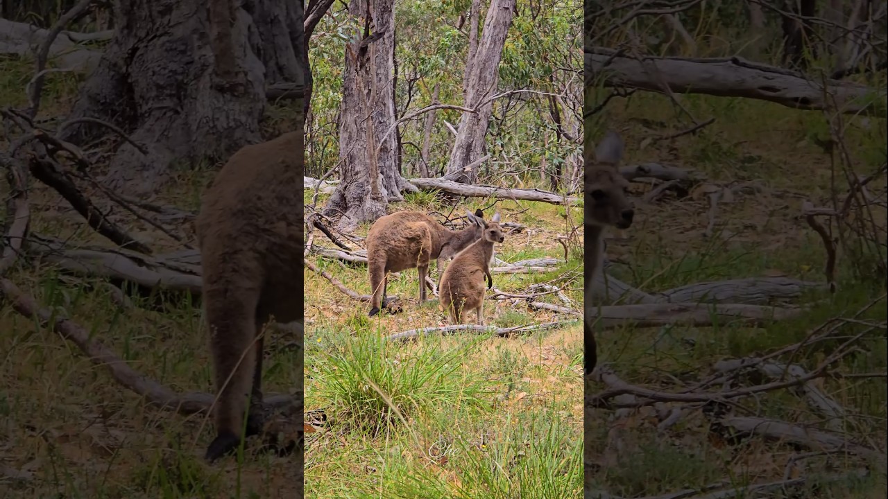 YouTube Short thumbnail