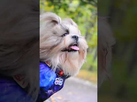 Дождевик для собак WAUDOG Clothes, рисунок «NASA21» - фото 1 - id-p2515815127