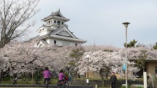 豊公園　日本さくら名所100選