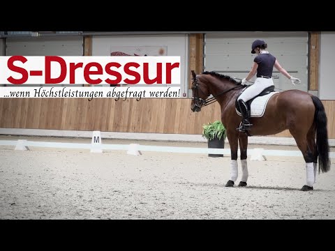 Die schwere Klasse😳| Krone der Reiterei & Traum jedes Reiters 🎠| ClipMyHorse.TV Academy 🎓