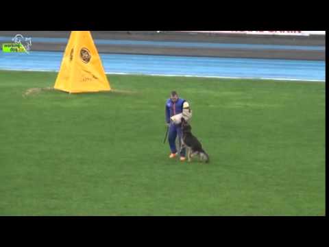 Jangster vom Salztalblick С-77 / WUSV 2014