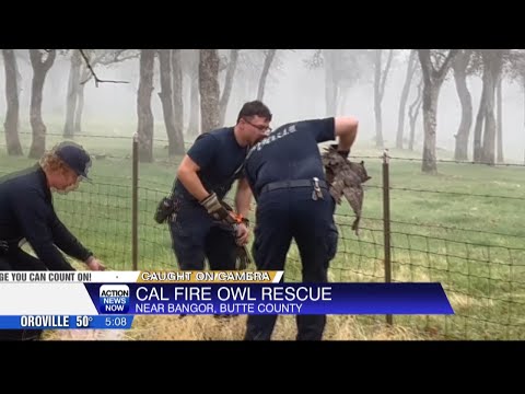 Caught on Camera: Butte CAL FIRE firefighters free owl stuck in barbed wire fence