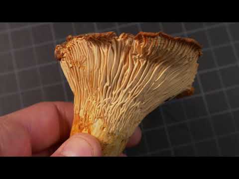 How to identify Chanterelle Mushrooms