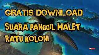 Download lagu Gratis Download Suara Panggil Walet Ratu Koloni (SUARA PANGGIL WALET) mp3